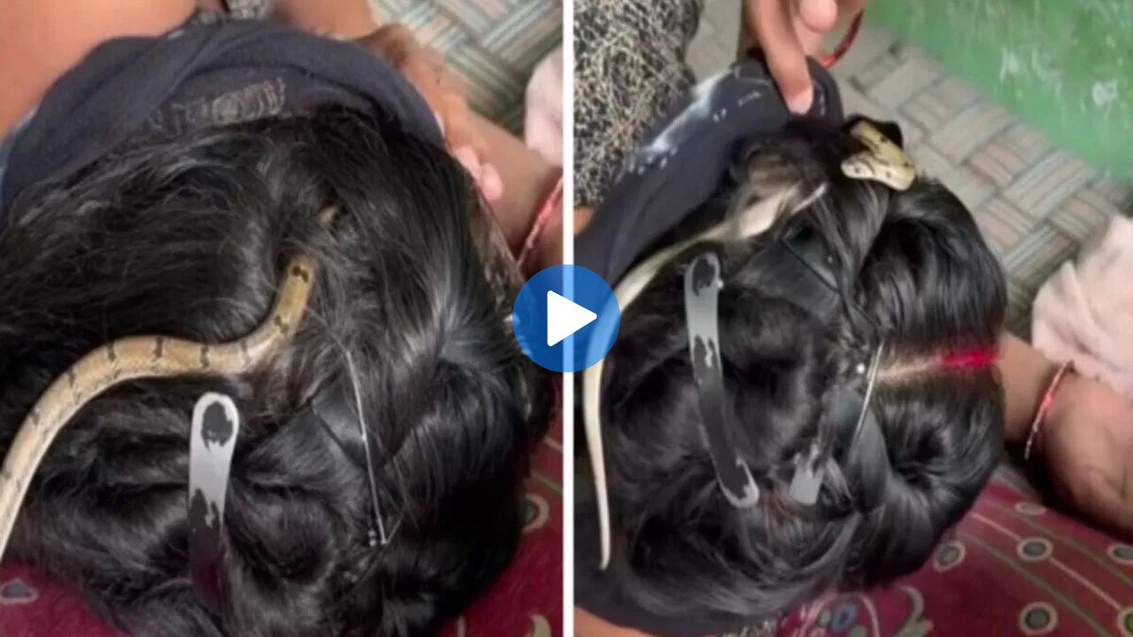 Snake in Womens Hair Viral Video